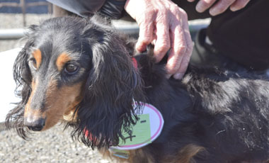 f:id:animal_protections:20180308095317j:image