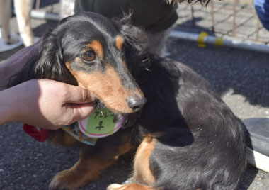 f:id:animal_protections:20180308095319j:image