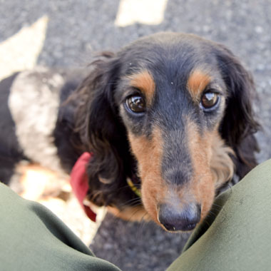 f:id:animal_protections:20180308095323j:image