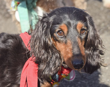 f:id:animal_protections:20180308095326j:image