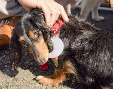 f:id:animal_protections:20180308095329j:image