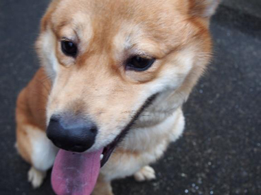 f:id:animal_protections:20180323113839j:image f:id:animal_protections:20180323113839j:image