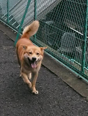 f:id:animal_protections:20180323113842j:image f:id:animal_protections:20180323113842j:image