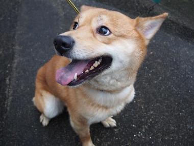 f:id:animal_protections:20180323113845j:image f:id:animal_protections:20180323113845j:image