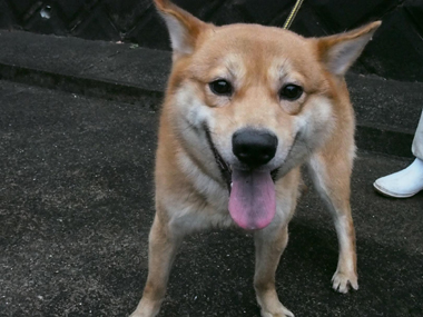 f:id:animal_protections:20180323113847j:image f:id:animal_protections:20180323113847j:image
