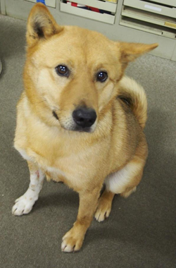 f:id:animal_protections:20180323113950j:image