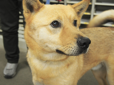 f:id:animal_protections:20180323113953j:image