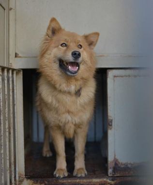 f:id:animal_protections:20180323114103j:image