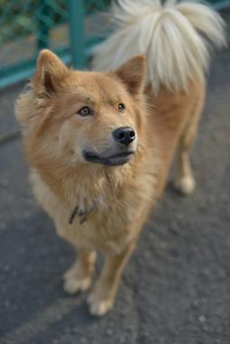 f:id:animal_protections:20180323114106j:image