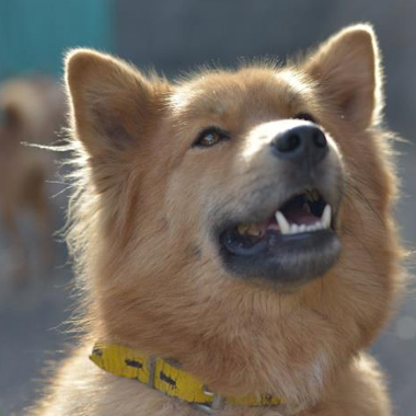 f:id:animal_protections:20180323114109j:image