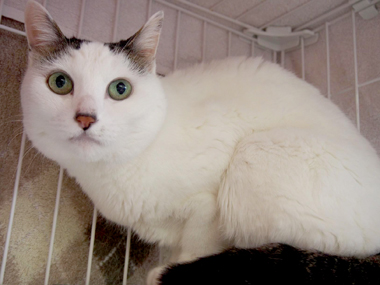 f:id:animal_protections:20180323114228j:image f:id:animal_protections:20180323114228j:image