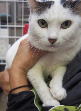 f:id:animal_protections:20180323114231j:image f:id:animal_protections:20180323114231j:image