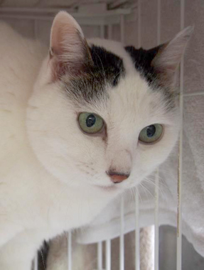 f:id:animal_protections:20180323114234j:image f:id:animal_protections:20180323114234j:image