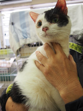 f:id:animal_protections:20180323114348j:image f:id:animal_protections:20180323114348j:image