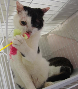 f:id:animal_protections:20180323114429j:image f:id:animal_protections:20180323114429j:image