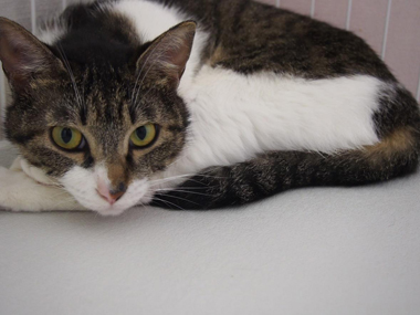 f:id:animal_protections:20180323114552j:image