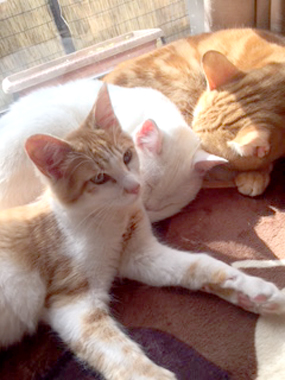 f:id:animal_protections:20180324083858j:image
