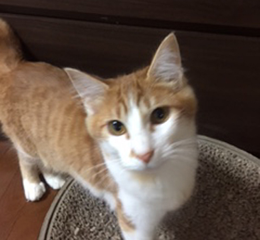 f:id:animal_protections:20180324083900j:image