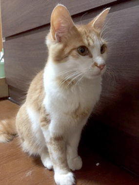 f:id:animal_protections:20180324083903j:image