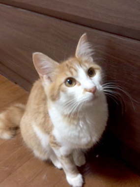f:id:animal_protections:20180324083906j:image