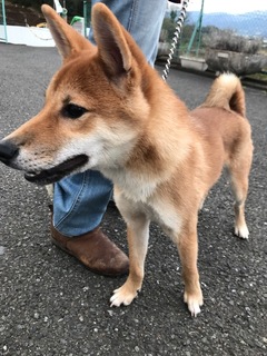 f:id:animal_protections:20180324090112j:image