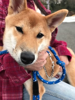 f:id:animal_protections:20180324090114j:image