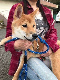 f:id:animal_protections:20180324090117j:image