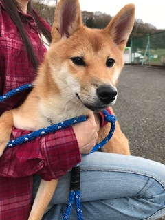 f:id:animal_protections:20180324090120j:image