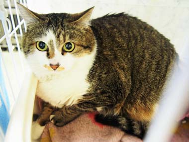 f:id:animal_protections:20180401215828j:image