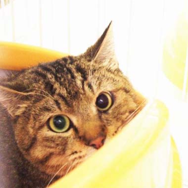 f:id:animal_protections:20180401220121j:image