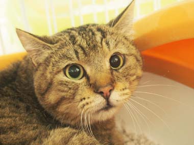f:id:animal_protections:20180401220127j:image