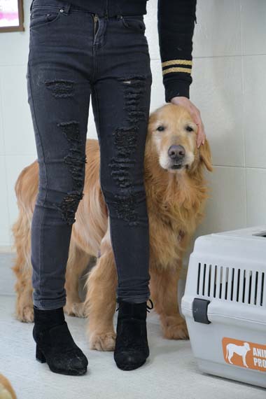 f:id:animal_protections:20180407102013j:image