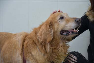 f:id:animal_protections:20180407102021j:image