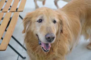 f:id:animal_protections:20180407102023j:image