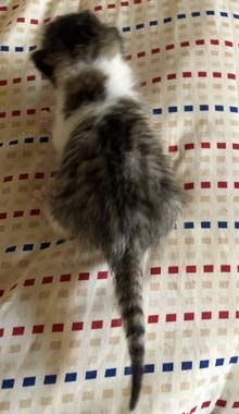 f:id:animal_protections:20180418114524j:image