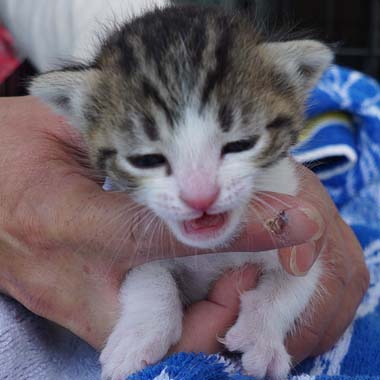 f:id:animal_protections:20180418114527j:image