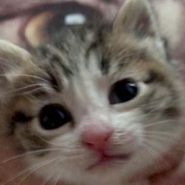 f:id:animal_protections:20180418182424j:image