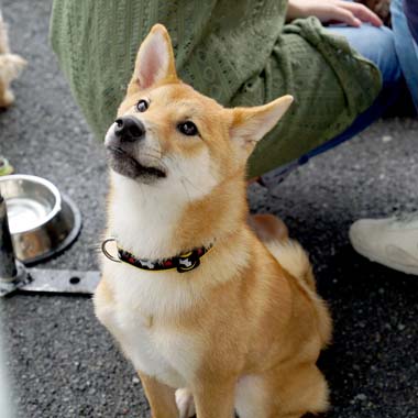 f:id:animal_protections:20180421200630j:image