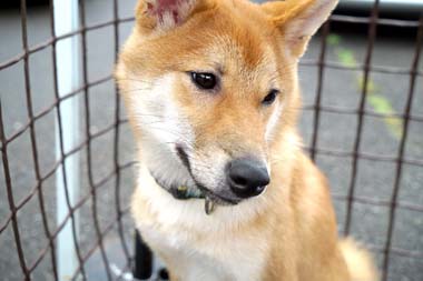 f:id:animal_protections:20180421200633j:image