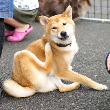 f:id:animal_protections:20180421200645j:image