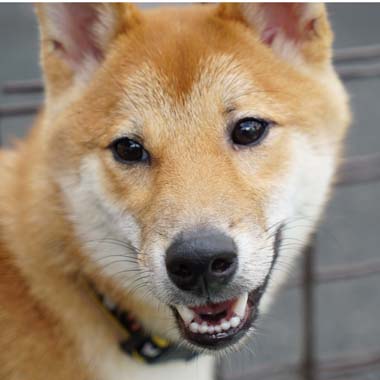 f:id:animal_protections:20180421200648j:image