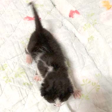 f:id:animal_protections:20180425124424j:image f:id:animal_protections:20180425124424j:image
