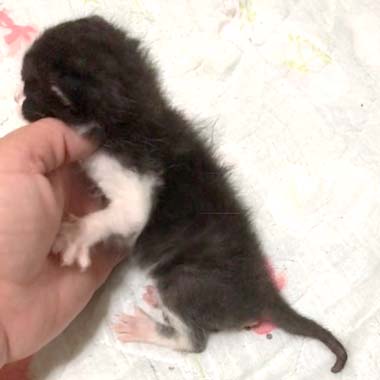 f:id:animal_protections:20180425124427j:image f:id:animal_protections:20180425124427j:image