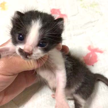 f:id:animal_protections:20180425124430j:image f:id:animal_protections:20180425124430j:image