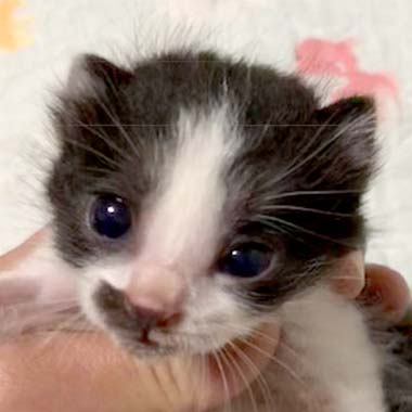 f:id:animal_protections:20180425124433j:image f:id:animal_protections:20180425124433j:image