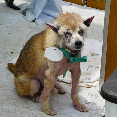 f:id:animal_protections:20180507124126j:image