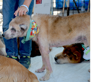 f:id:animal_protections:20180507124134j:image