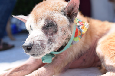 f:id:animal_protections:20180507124138j:image