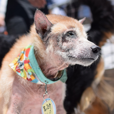f:id:animal_protections:20180507124146j:image