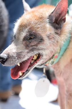 f:id:animal_protections:20180507124149j:image